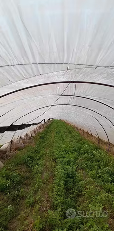 Serre agricole di plastica