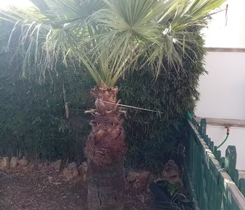 Palme