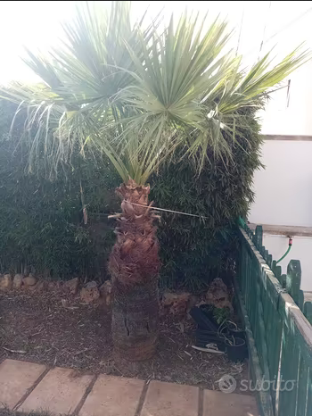 Palme